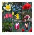 motivo floreale puzzle